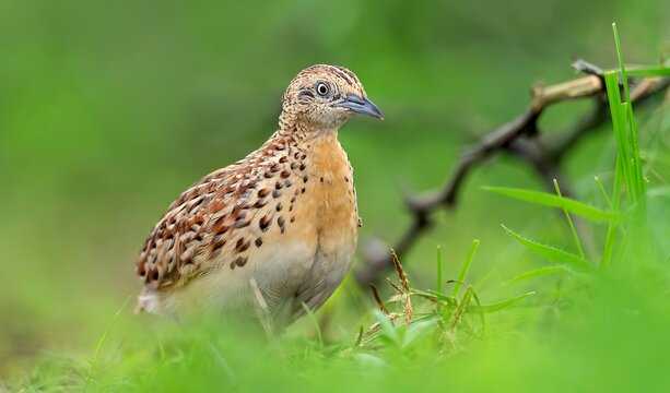 A Small Buttonquail (Turnix sylvaticus) at Nalsarovar Bird Sanctuary, Ahmedabad, Gujarat, India.