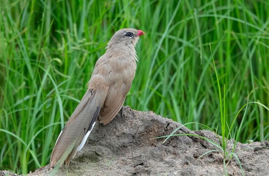 Sirkeer Malkoha (Phaenicophaeus leschenaultii) in its natural habitat at the Nalsarovar Bird Sanctuary, Ahmedabad, India.