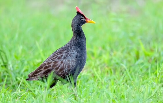 Watercock (Gallicrex cinerea) at Nalsarovar Bird Sanctuary, Ahmedabad, Gujarat, India.