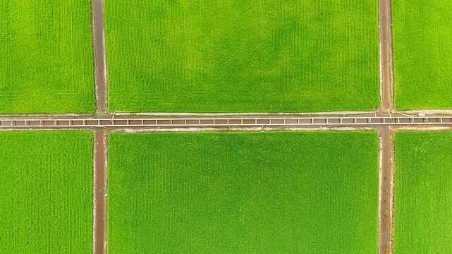 Top Down Irrigation Canal Between Paddy Fields Aerial Sekinchan Malaysia. Illustrating agricultural irrigation systems, water management infrastructure, and rice farming landscapes in Southeast Asia.