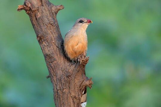 Sirkeer Malkoha (Phaenicophaeus leschenaultii) captured at Nalsarovar Bird Sanctuary in Ahmedabad, India.