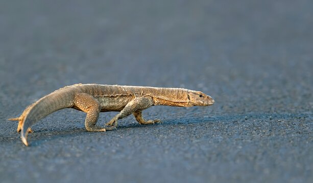 Asian Water Monitor (Varanus salvator) at Nalsarovar Bird Sanctuary, Ahmedabad, India.