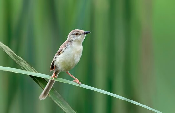 Photographed in Nalsarovar Bird Sanctuary, Ahmedabad, India, the wildlife subject is the Plain Prinia, scientifically known as Prinia inornata.