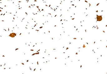 Obraz premium Falling autumn leaves swirl and cascade against a stark completely black background