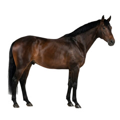 Obraz premium A proud brown horse, captured in a studio setting, perfect for equestrian, lifestyle, or agricultural themes.