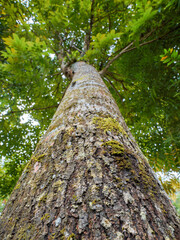 Fototapeta premium A low-angle shot captures the rough, textured trunk of a tall tree extending towards a canopy of green leaves. The perspective emphasizes height and natural texture