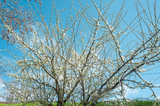 Abundant white blossom of a wild cherry or plum tree against a bright blue sky in spring.