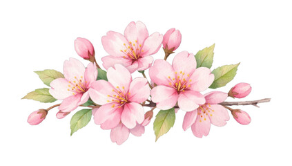 Naklejka premium PNG Delicate watercolor cherry blossom illustration.
