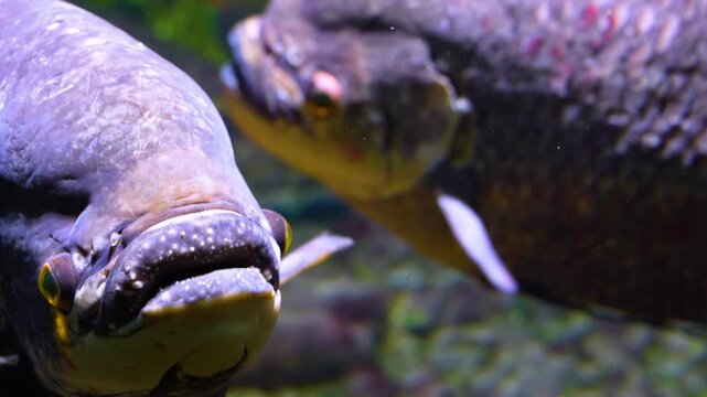 Close up head of an elephant ear fish gourami resting underwater in a river