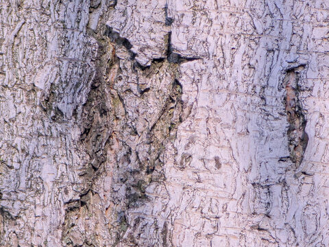 Birch bark texture natural background paper close-up. birch tree wood texture. birch tree bark. pattern of birch bark. Background texture

