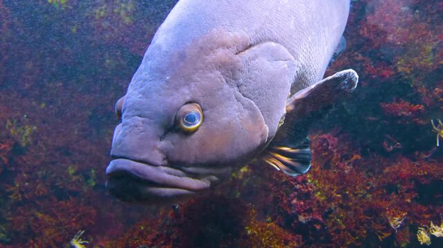 Close up of a large grouper fish slowly swimming around underwater beside a reef

