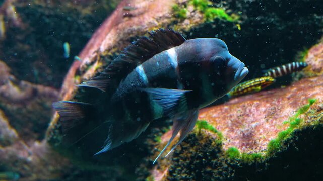 Close up of Humphead cichlid fish in profile swimming around rocks underwater