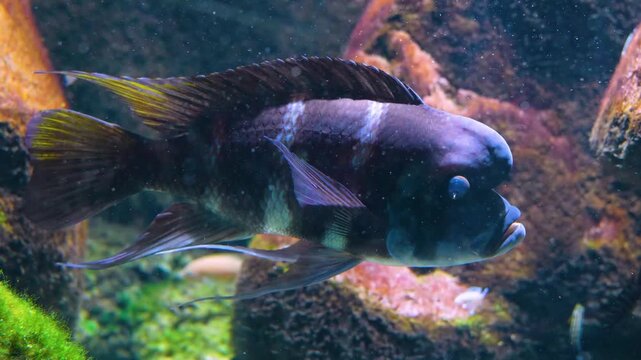 Close up of Humphead cichlid fish in profile swimming around rocks underwater