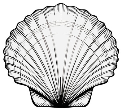 Elegant scallop seashell illustration in a black and white engraved line art style
