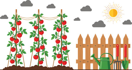 Tomato plants growing on wooden trellises in a home garden with a wooden fence watering can and gardening toolsTomato plants growing on wooden trellises in a home garden with a  © Sreemoti