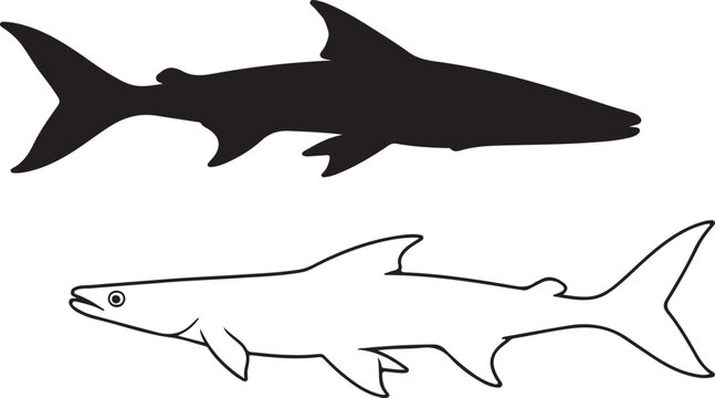 Silhouette of Boal,
Wallago attu fish on white background. Vector illustration