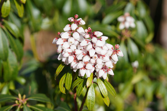 Close up white flowers of Pieris (Pieris japonica). Heath, heather family (Ericaceae). Flowering in spring. March, Netherlands
