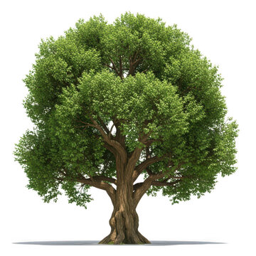 A large tree with a thick trunk and lush green leaves png