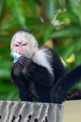 Naklejka premium Go to Page |12Next Mischievous White-faced Capuchin Monkey Up in a Tree, Enjoying The Sugar Packet it Stole - Licking its Contents - Sugar on Face - at a Resort in Manuel Antonio, Costa Rica