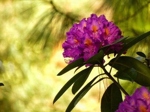 Rhododendron Marcel Menard in full bloom showcasing deep violet flowers and lush green foliage.