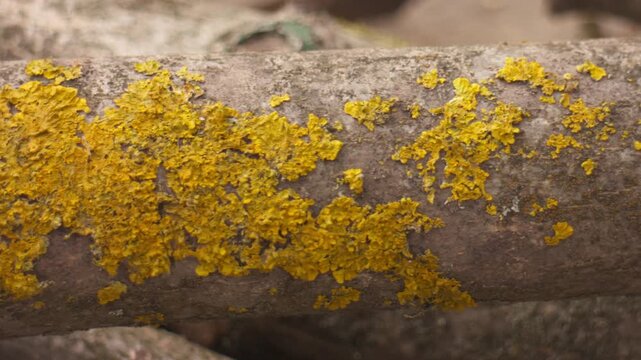Close-up of a cut dry walnut branch with yellow lichen growing on it, camera panning from left to right with natural light, captured in a blurred background, creating a peaceful nature scene.