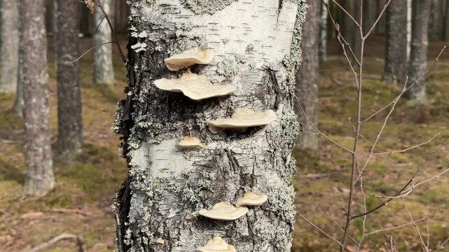 Birch polypore mushrooms on decaying birch trunk, Piptoporus betulinus