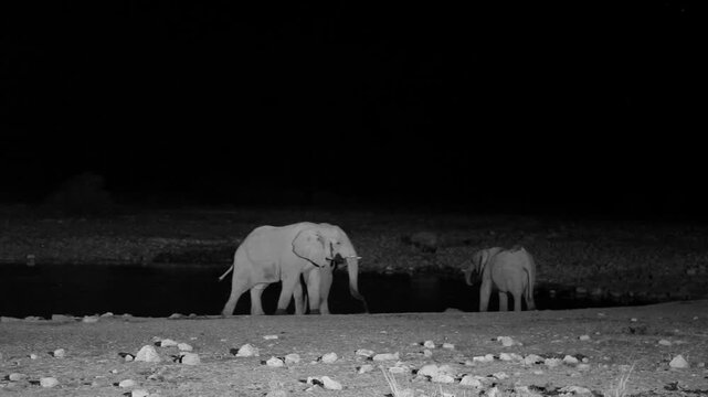 African elephants at a waterhole at night in Etosha National Park, Namibia (Loxodonta africana)