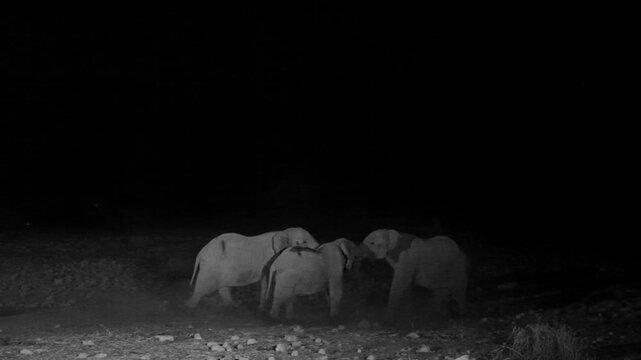 African elephants at a waterhole at night in Etosha National Park, Namibia (Loxodonta africana)