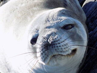 foca, leon marino, antartica, antartida, foca leopardo, lobo marino © alvaroruiz.cl