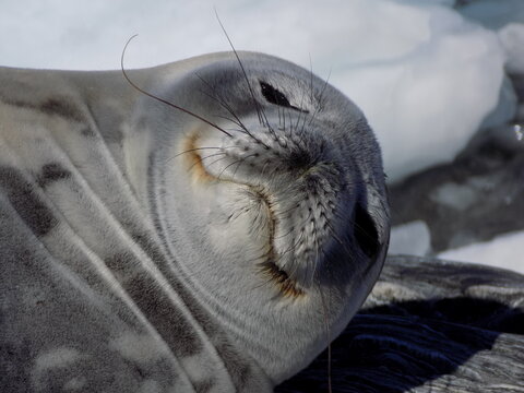 foca, leon marino, antartica, antartida, foca leopardo, lobo marino