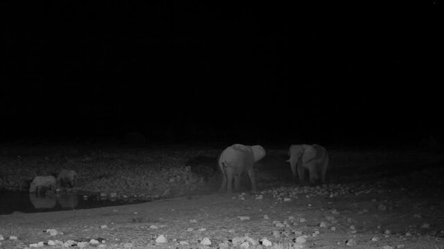 African elephants at a waterhole at night in Etosha National Park, Namibia (Loxodonta africana)