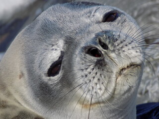 foca, leon marino, antartica, antartida, foca leopardo, lobo marino © alvaroruiz.cl