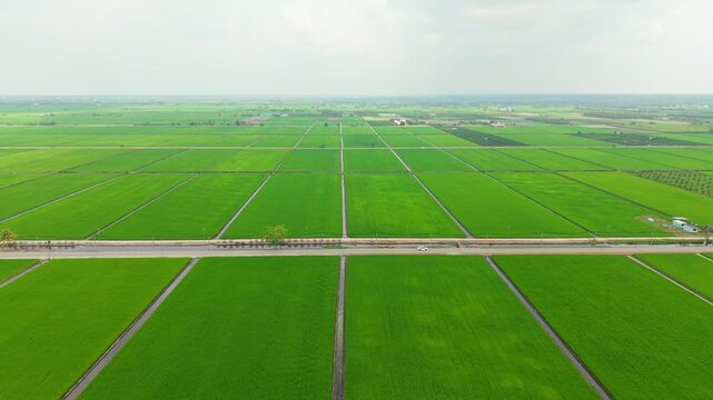 Car Driving on Country Road Through Paddy Fields Aerial Sekinchan Malaysia. Suitable for illustrating countryside transportation, agricultural landscapes, and rural development in Southeast Asia.