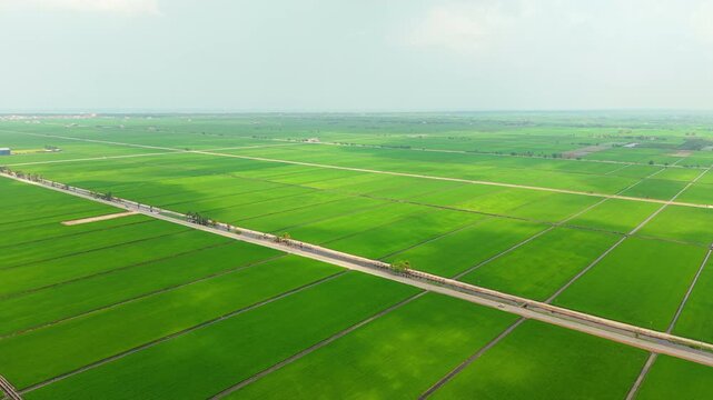 Country Road Through Green Paddy Fields Aerial Sekinchan Malaysia. Suitable for illustrating rural transport infrastructure, agricultural landscapes, and countryside development in Southeast Asia.