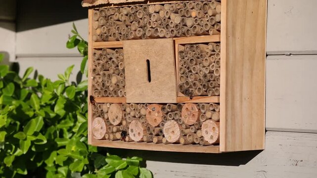 a female european orchard bee with a fox-red abdomen in a wooden insect hotel crawling into a breeding tube in the sunlight	