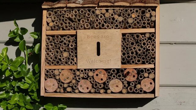 many female european orchard bees with a fox-red abdomen flying in front of a wooden insect hotel in the sunlight	