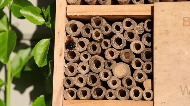 a female european orchard bee with a fox-red abdomen in a wooden insect hotel crawling into a breeding tube in the sunlight	