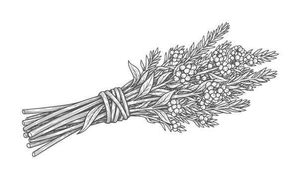 Black and white line of a bundled herb broom with berries and foliage herbs