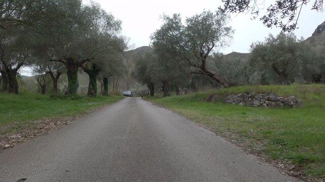 Point of view video of a car traveling along a rural road in Venafro Olive Park