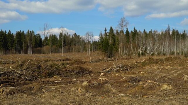 The clip shows a cleared forest area with fallen trees and stumps. The sky is clear, and green trees are seen at a distance. The land is now empty and bare after logging.