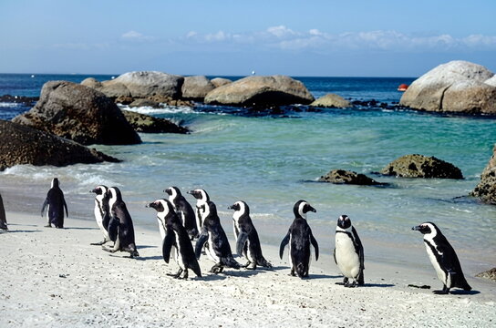 penguin on the beach