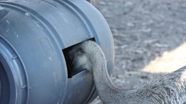 Emu curiously approaches black plastic container, extending its neck and head to investigate the opening, showcasing its inquisitive nature in a natural outdoor setting