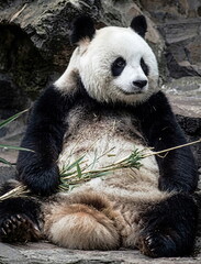 Fototapeta premium giant panda eating bamboo