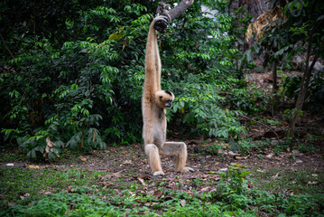 Obraz premium Young gibbon wild monkey hanging arm tropical forest green foliage jungle habitat wildlife nature primate animal long limb playful pose Young gibbon wild monkey hanging arm tropical forest with