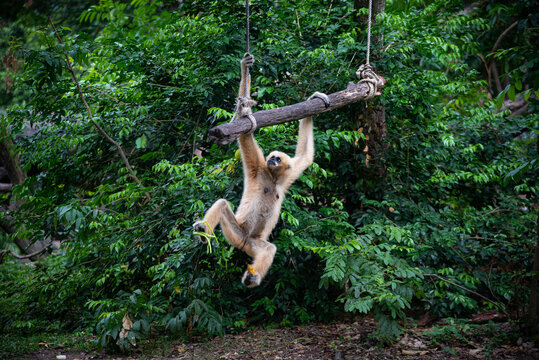 Playful gibbon monkey ape primate jungle forest wild swinging rope branch swinging gibbon monkey green forest canopy showing playful wildlife behavior lush jungle habitat outdoor nature scene