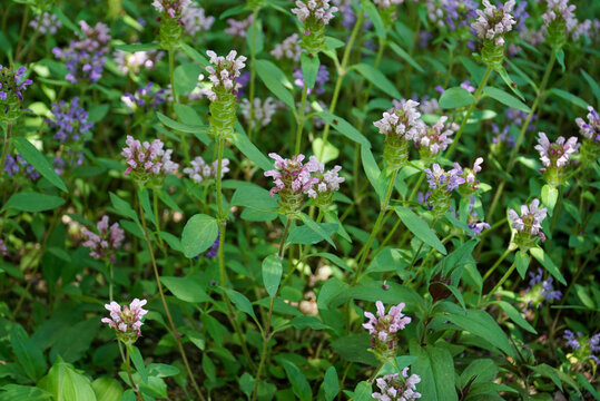 Prunella vulgaris var lilacina is a perennial herb in Korea featuring dense flower clusters. This botanical specimen grows in sunny fields and meadows for herbal medicine study.