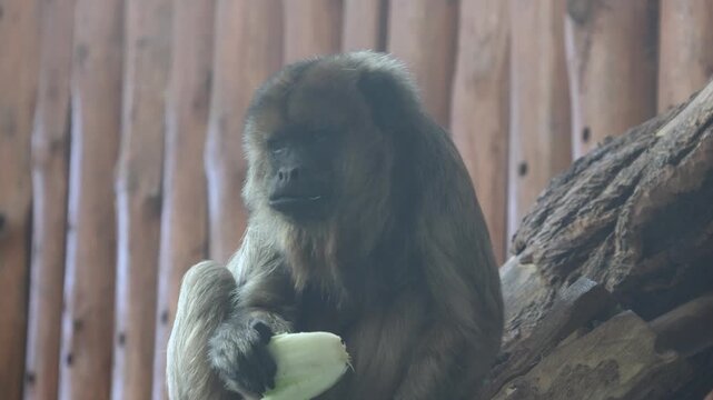 Brown monkey sitting on a wooden branch holding a piece of food, showing gradual chewing action in a natural habitat with wooden background elements