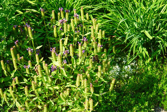 Prunella vulgaris var lilacina is a perennial herb in Korea featuring dense flower clusters. This botanical specimen grows in sunny fields and meadows for herbal medicine study.