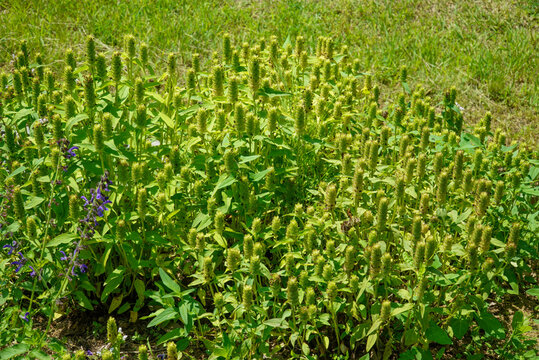 Prunella vulgaris var lilacina is a perennial herb in Korea featuring dense flower clusters. This botanical specimen grows in sunny fields and meadows for herbal medicine study.