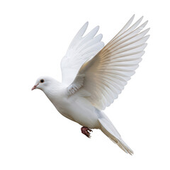 Obraz premium A white dove in flight with wings spread png